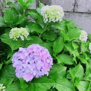 IMG_9708-99f32.jpeg
